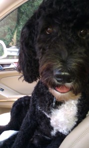 Obie_Portuguese_Water_Dog Obie, our Portuguese Water Dog