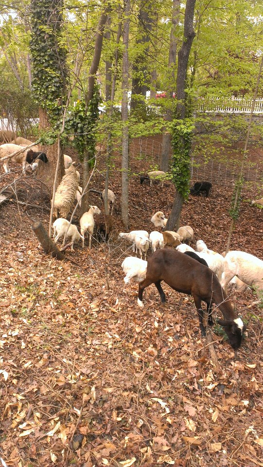 Sheep_buckhead A small herd of sheep and goats on Ridgewood Drive in Buckhead!